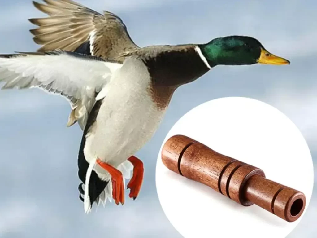 Top 5 Best Duck Calls for Beginners